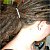Dread Locks:  Foto MF-DreadLocks-F3 "Elena". Diese Frisur wurde von Magic Style Clubmitglied Africanlion gedreaded! Auch Du kannst in der Kleinen Onlineflechtschule flechten/dreaden lernen!