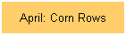 April: Corn Rows